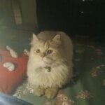 Fizzah Irfan